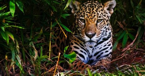 Leyes que protegen a los animales en peligro de extinción en México ...