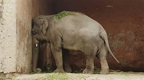 Liberan al “elefante más triste del mundo” de zoológico de Pakistán   NTV