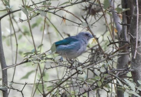 Liberan gran cantidad de Aves Canoras Silvestres en Pomán