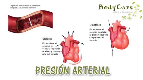 Libro La Presion E Hipertension Arterial Descargar Gratis pdf