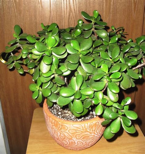 Life Among the Leaves: In Praise of Succulents: Jade Plant ...