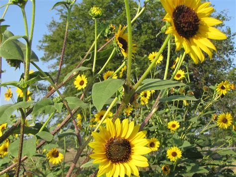 Life In The A Frame: Wild, Native Sunflowers
