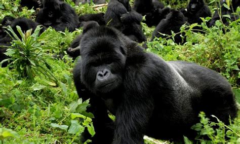 Lifespan of Gorillas: How long do Gorillas live   Bwindi ...