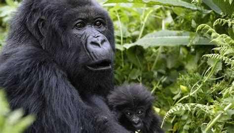 Lifespan of Gorillas , How long do gorillas live : gorilla ...