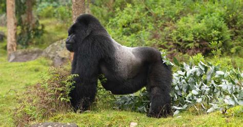 Lifespan of Gorillas: How long do Gorillas Live? | Uganda ...