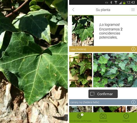 LikeThat Garden: app gratutita para identificar plantas y ...