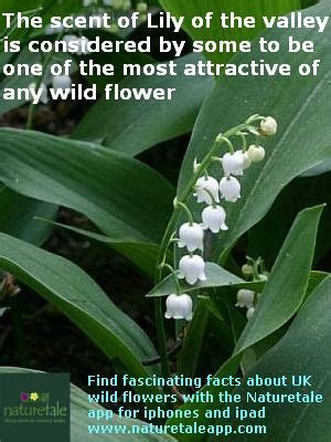 Lily of the valley fascinating fact | Flower quotes, Lily ...