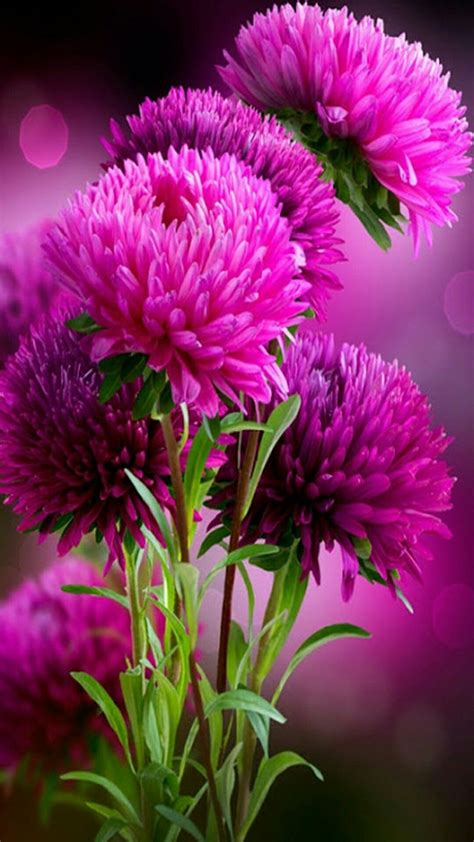 Lindas flores y bonito color | Flores bonitas