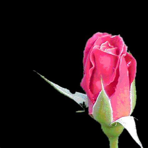 Lindas rosas con brillo y movimiento | Imagenes de amor gratis