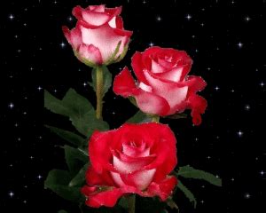 Lindas rosas con brillo y movimiento | Imagenes de amor gratis