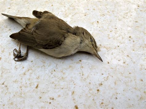 Lindos pajaritos muertos | pájaro muerto — Foto de stock  igercelman ...