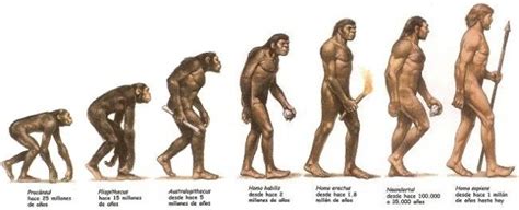 Linea de Tiempo Evolucion del Genero Homo timeline | Timetoast