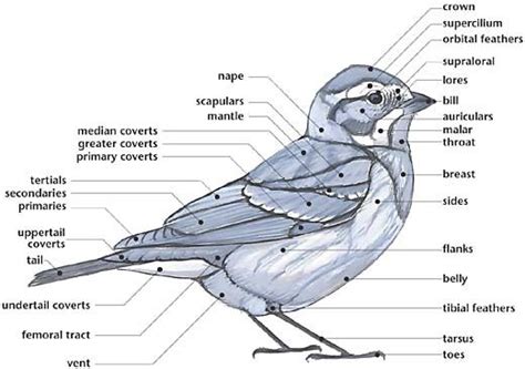 [Link] External Anatomy of a Bird  multiple diagrams for ...