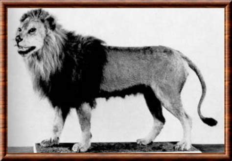 Lion du Cap  Panthera leo melanochaita