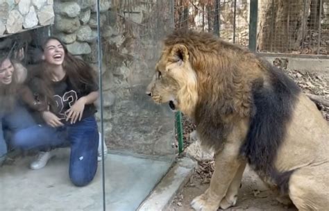 Lion encounter video from Lebanon zoo goes viral for alleged animal ...