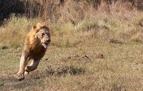 Lion Running From Buffalo by Michael Moss | Redbubble
