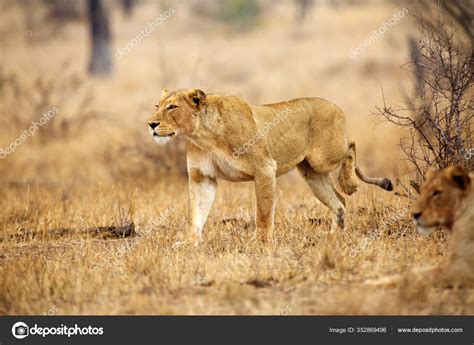 Lion Sud Panthera Leo Melanochaita Est Aussi Lion Afrique ...