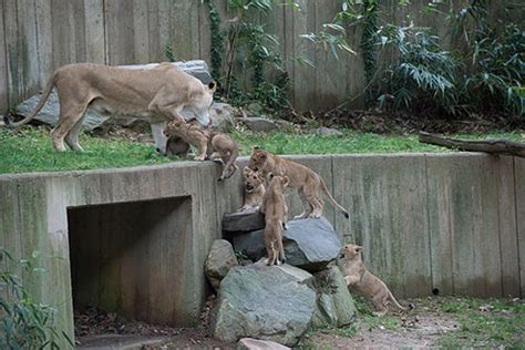 Lion Webcam ~ Live Lion Webcam ~ Zoo Lion Webcam