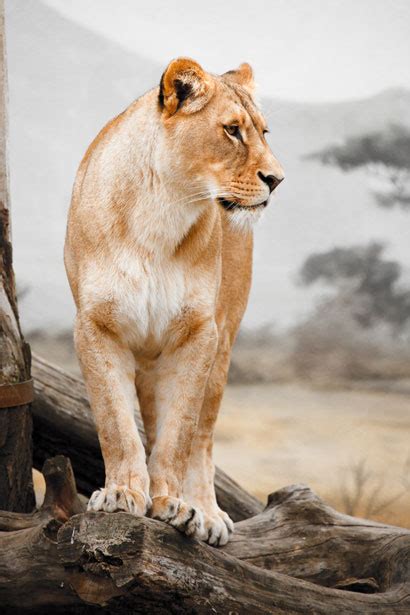 Lioness Profile Free Stock Photo   Public Domain Pictures