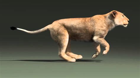 lioness run cycle animation   YouTube