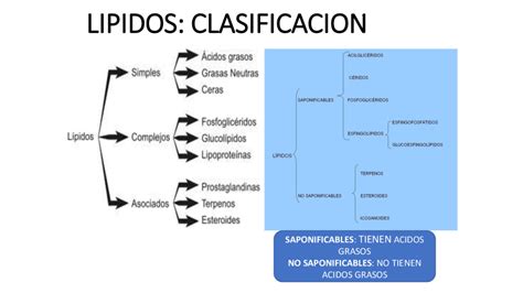 LIPIDOS clasebiologia4   pdf Docer.com.ar