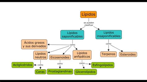 Lípidos: concepto, clasificación y ác. grasos   YouTube