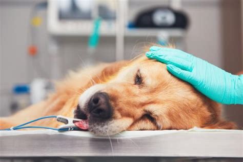 Lipoma en perros: síntomas y tratamiento   Vida con Mascotas ️