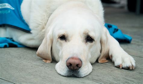 Lipomas en perros  tumores grasos  ¿Hay que extirparlos?