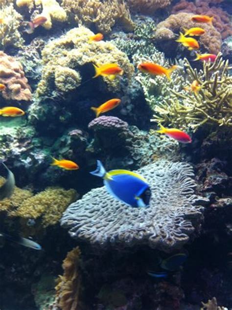 Lisbon Oceanarium  Portugal : Top Tips Before You Go ...