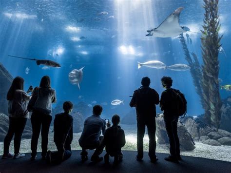 Lisbon Oceanarium voted ‘World’s Best Aquarium’   The ...
