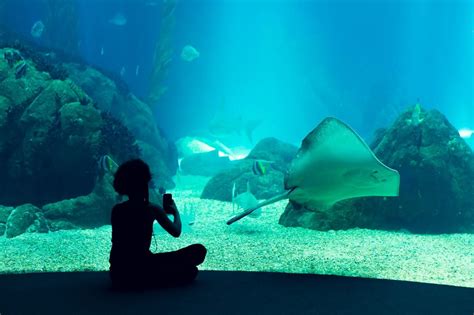 Lisbon Oceanarium: What You Can Expect, Expositions ...