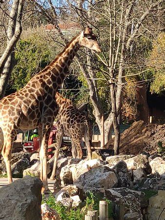 Lisbon Zoo   2019 All You Need to Know BEFORE You Go  with ...