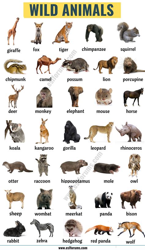 List of Animals: A Big Lesson of Animal Names with the ...
