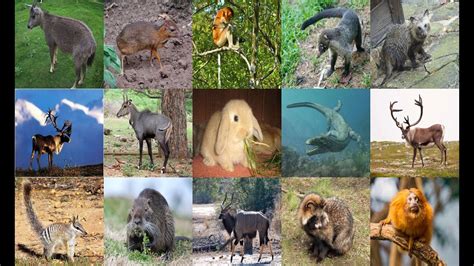 List of Animals Starting with N   All Animals   YouTube