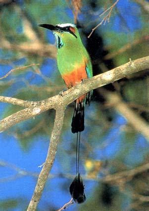 List of birds of Nicaragua   Wikipedia