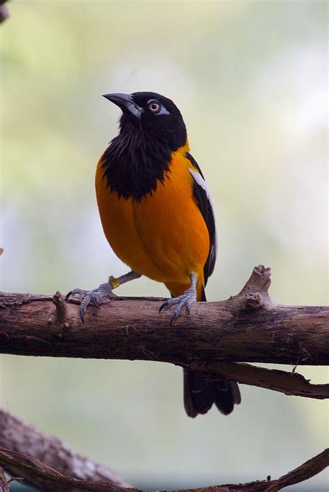 List of birds of Venezuela   Wikipedia
