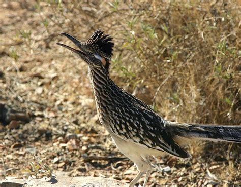 List of birds of Yuma County, Arizona   Wikipedia
