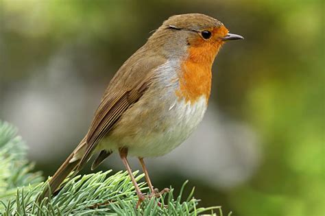 List of Common British Birds With Pictures & Facts For ...