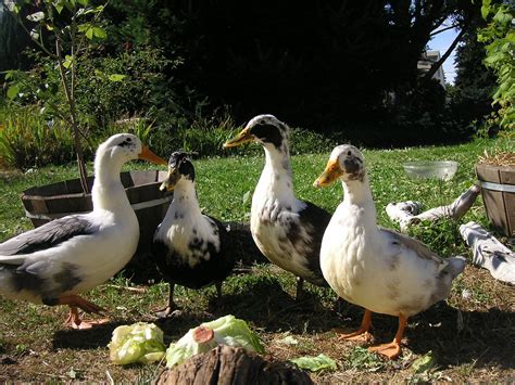 List of duck breeds   Wikipedia