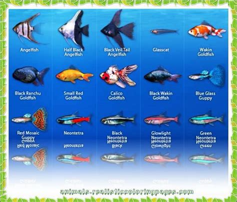 list of freshwater fish based on alphabet from A to Z with ...