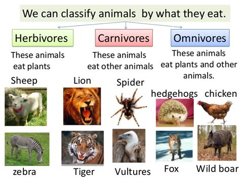 List Of Herbivorous And Carnivorous Animals Diet   deskgala