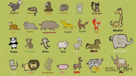 List Of Mammals: Useful Mammal Names With Pictures   7 E S L
