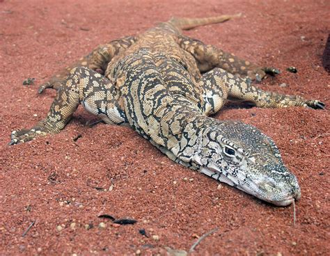 List of reptiles of Australia Wikipedia