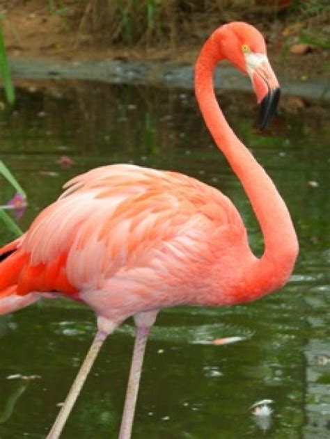 Lista: Animales de color rosa