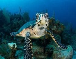 Lista: Animales marinos que se encuentran en peligro de ...