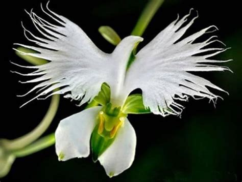 Lista: Curiosas especies de orquídeas que se parecen a ...
