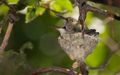 Lista de 20 animales que hacen nidos