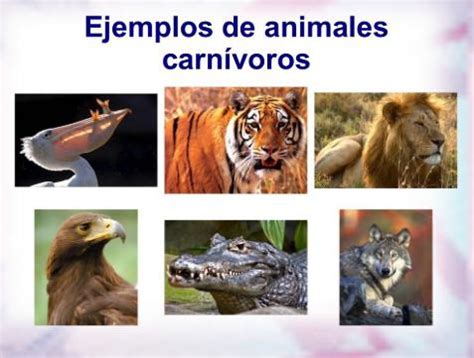 LISTA de animales carnívoros   ¡EJEMPLOS Y CARACTERÍSTICAS!