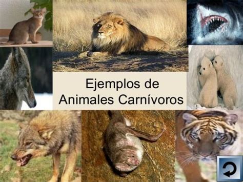 LISTA de animales carnívoros   ¡EJEMPLOS Y CARACTERÍSTICAS!