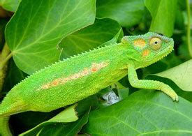 Lista de animales insectívoros: nombres y ejemplos